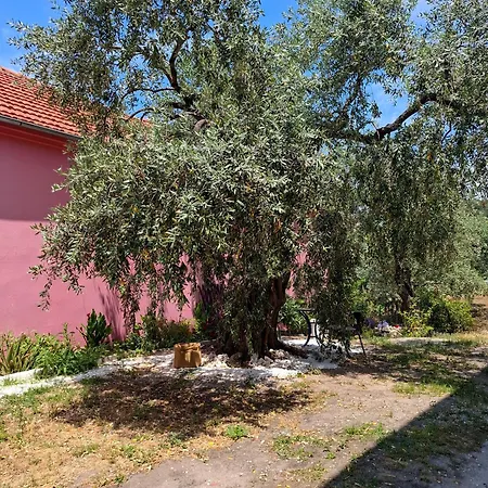 Elia Thassos Prinos (Thasos)